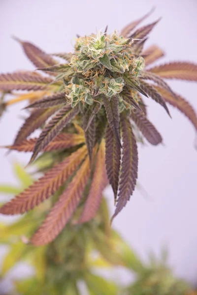 Cannabis-Cola (Mangopuff-Marihuana-Sorte) mit sichtbaren Haaren und — Stockfoto