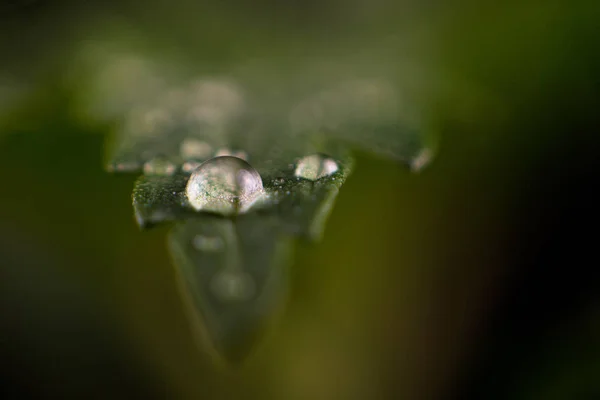 Капля воды на листьях марихуаны - медицинский фон конопли — стоковое фото