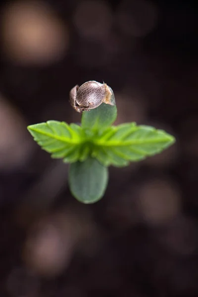 Cannabiskeime (Dark Angel Marihuana Sorte) mit einer Samenschale — Stockfoto