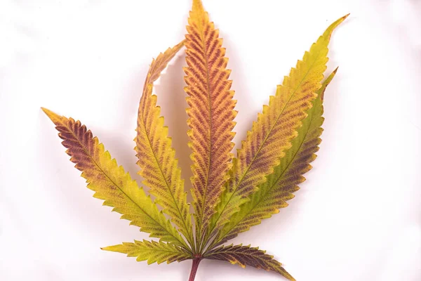 Einzelnes Marihuana-Blatt (Cannabis sativa) isoliert auf weißem Rücken — Stockfoto