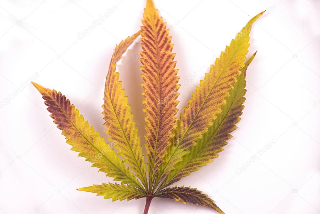 Single marijuana (cannabis sativa) leaf isolated over white back