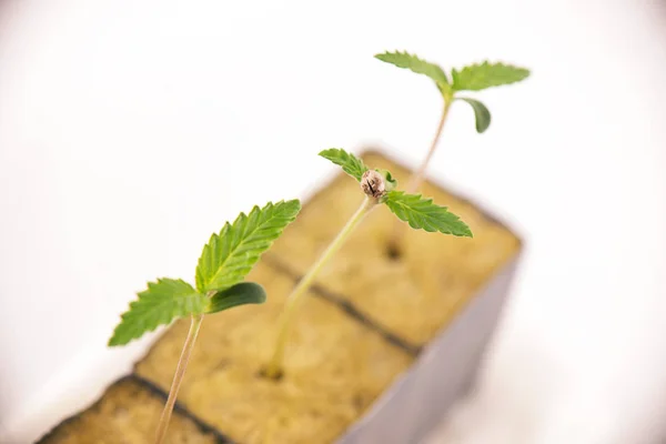 Cannabis tumbuh pada tahap awal atau pertumbuhan, terisolasi di atas putih — Stok Foto
