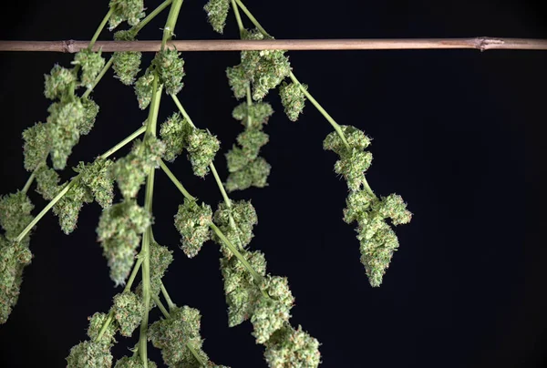 Trimmed cannabis buds (green crack marijuana strain) - isolated — Stock Photo, Image