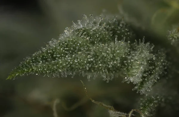 Macro detail of cannabis bud (Thousand Oaks marijuana strain) wi — Stock Photo, Image