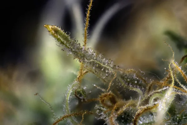 Detalle macro de brote de cannabis (cepa rusa de marihuana negra) wi — Foto de Stock