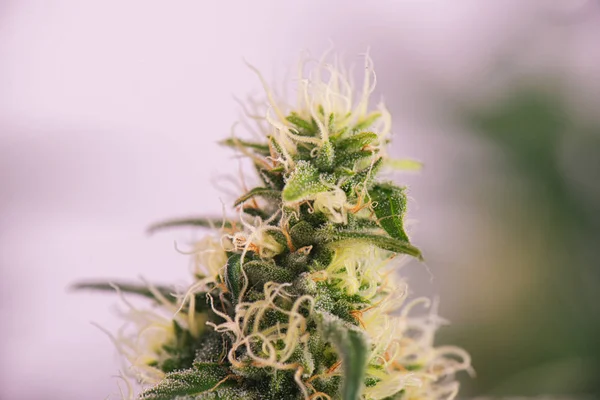 Cannabis cola (ruassian docka marijuana stam) på sent blommande — Stockfoto