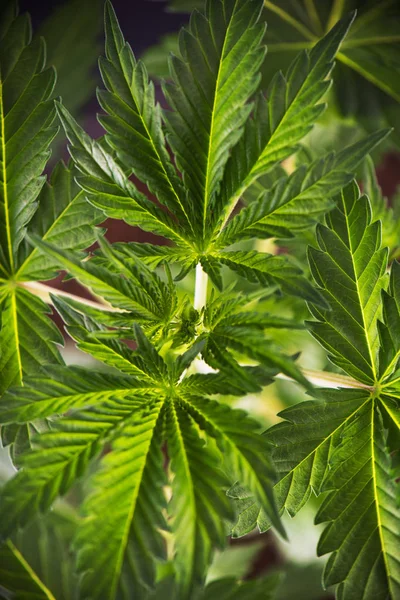 Planta de cannabis (variedad diésel agria) en aproximadamente durante semanas - medicinal — Foto de Stock