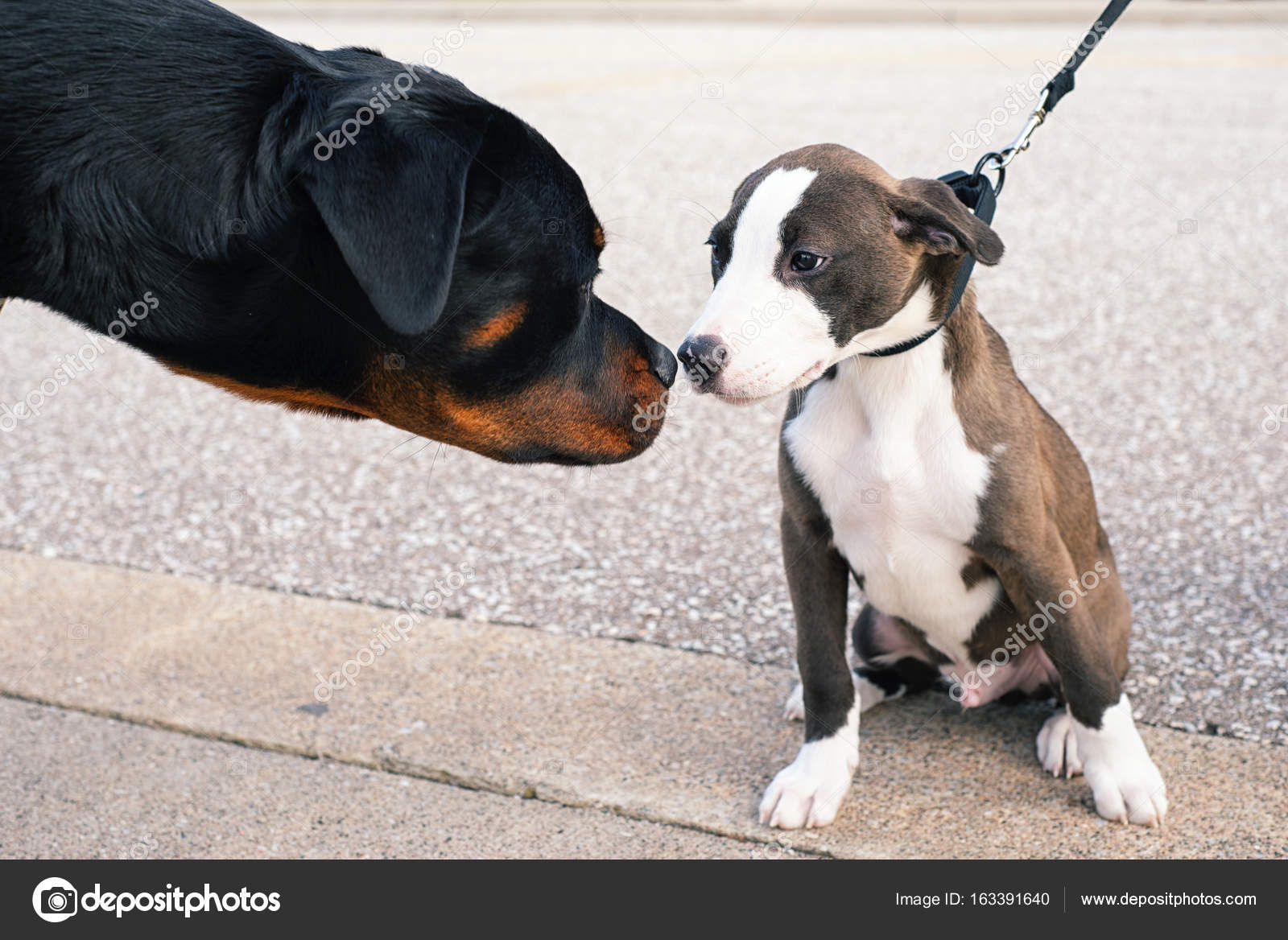 kennenlernen hund