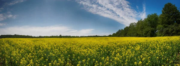 Panoramic view of blooming yellow rapeseed field in Collingwood, — Stock Photo, Image
