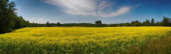 Panoramic view of blooming yellow rapeseed field in Collingwood, — Stock Photo, Image