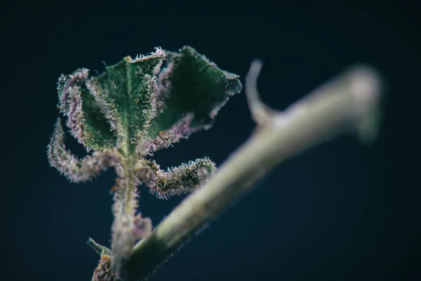 Detalhe macro da haste de cannabis com folha de erva daninha e tricomas (ambr — Fotografia de Stock