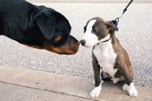 Rottweiler hond en pup elkaar ontmoeten — Stockfoto