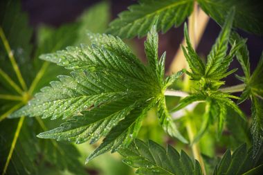 Küçük kenevir bitki (karanlık melek zorlanma) - tıbbi esrar gro