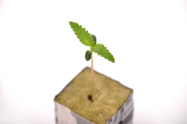 Cannabis tumbuh pada kubus dengan dua daun pertama tumbuh, iso — Stok Foto