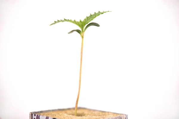 La cannabis germoglia su un cubo con le prime due foglie che crescono, iso — Foto Stock