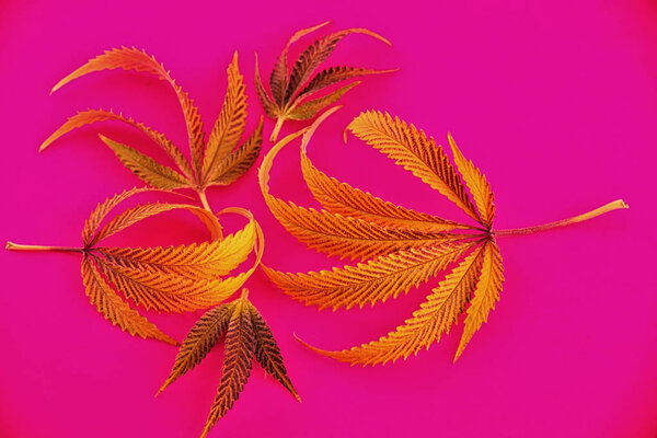 Background with colorful cannabis leaves isolated - medical mari