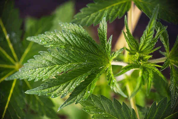 Küçük kenevir bitki (karanlık melek zorlanma) - tıbbi esrar gro