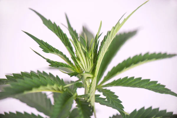 Kis cannabis növény (Sötét angyal törzs) - orvosi marihuána-gro — Stock Fotó