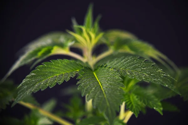Pequena planta de cannabis (estirpe de anjo escuro) - gro de maconha medicinal — Fotografia de Stock