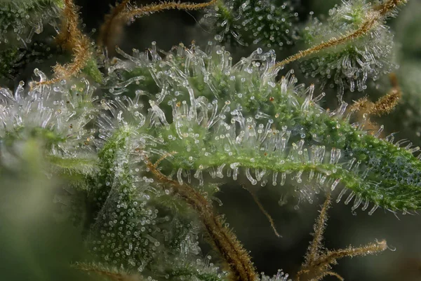 Detalle macro de brote de cannabis (cepa de marihuana del arroyo de fuego) con — Foto de Stock