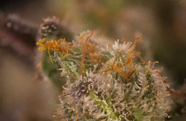 Macro détail du bourgeon de cannabis (souche de marijuana mangolope) avec v — Photo