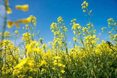 Collingwood, mavi gökyüzü altında sarı kolza tohumu alan üzerinde çiçek açan