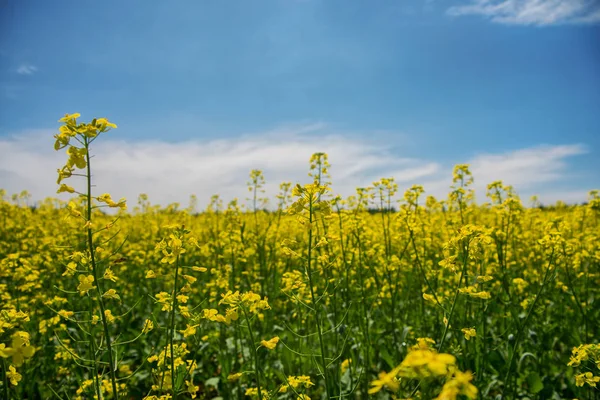Blooming yellow rapeseed field under blue sky in Collingwood, On — Stock Photo, Image