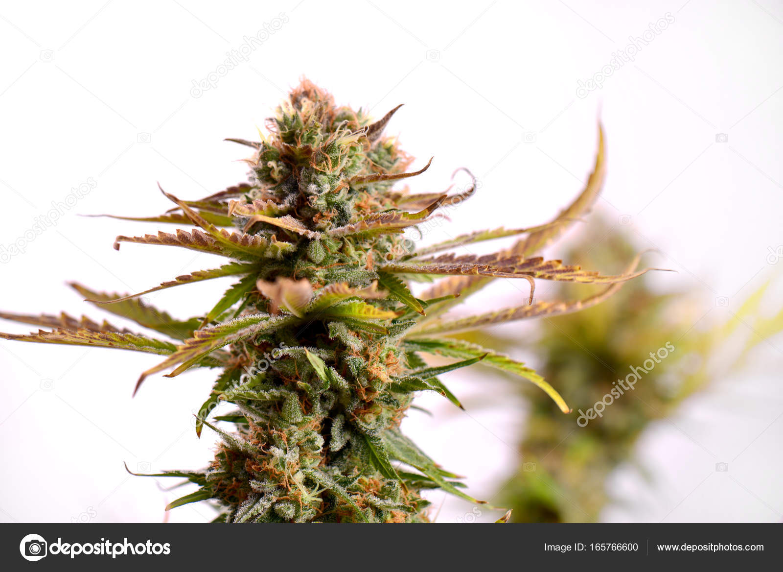 Cannabis Cola Ruassian Doll Marijuana Strain Isolated On White