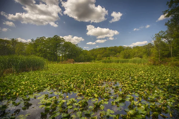 Vista da paisagem pantanosa no Jardim Botânico Real de Ontário — Fotografia de Stock
