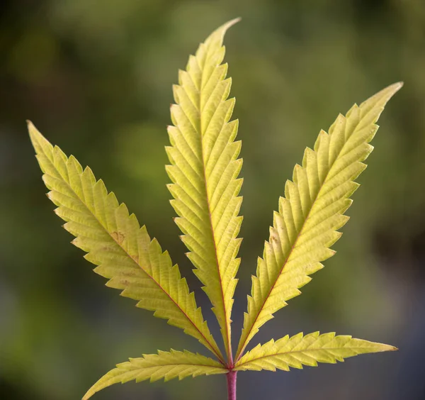 Einzelnes Cannabisblatt - medizinisches Marihuana-Konzept Hintergrund — Stockfoto