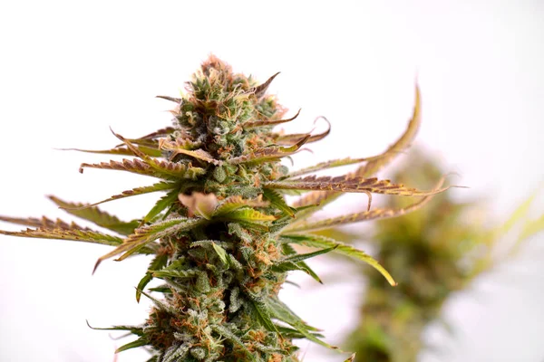 Beyaz izole esrar cola (Ruassian bebek esrar zorlanma)