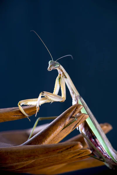 매크로의 세부 사항 중국 사마귀 (Tenodera sinensis)에 고립 — 스톡 사진