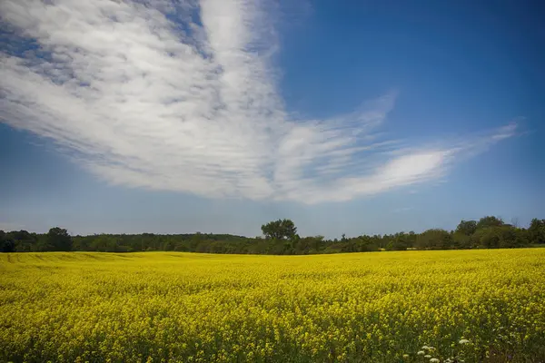 Blooming yellow rapeseed field during the summer in Collingwood, — Stock Photo, Image