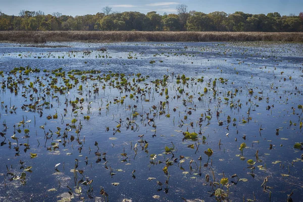 Paisagem de zonas húmidas em Point Pelee área de conservação em Ontário, C — Fotografia de Stock