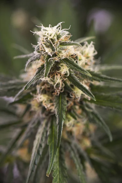 Detalhe macro de flor de cannabis (Ruassian Doll marijuana estirpe ) — Fotografia de Stock