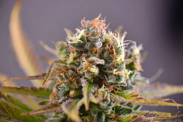 Detalle macro de la flor de cannabis (variedad de marihuana Ruassian Doll ) —  Fotos de Stock
