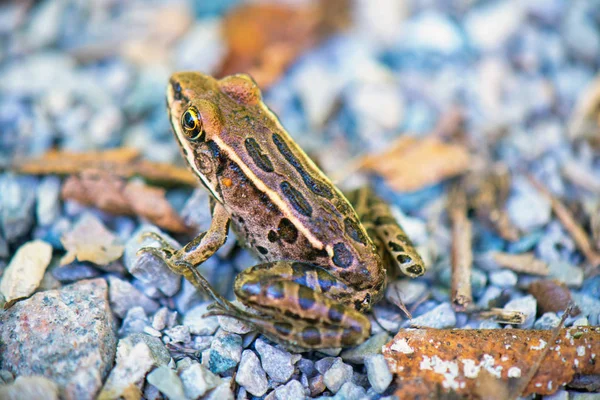 Detail of northern green frog (lithobates clamitans) in Southwes — Stock Photo, Image