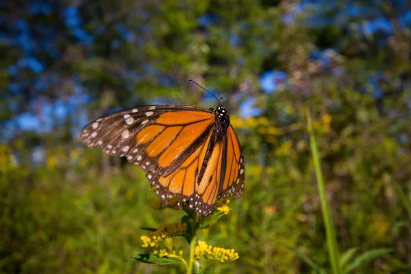 Detalle de mariposa monarca (Danaus plexippus) en Ontario provin —  Fotos de Stock