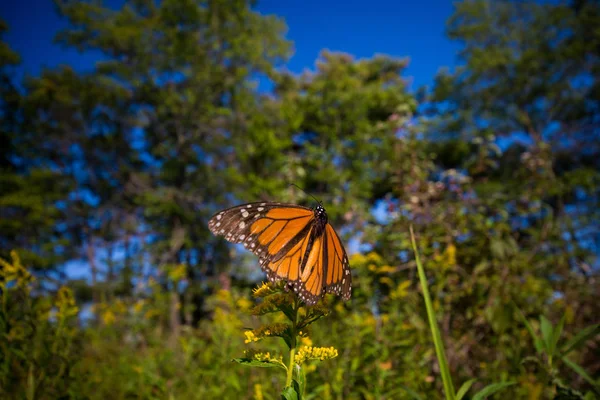 Detalhe da borboleta monarca (Danaus plexippus) em Ontário provin — Fotografia de Stock