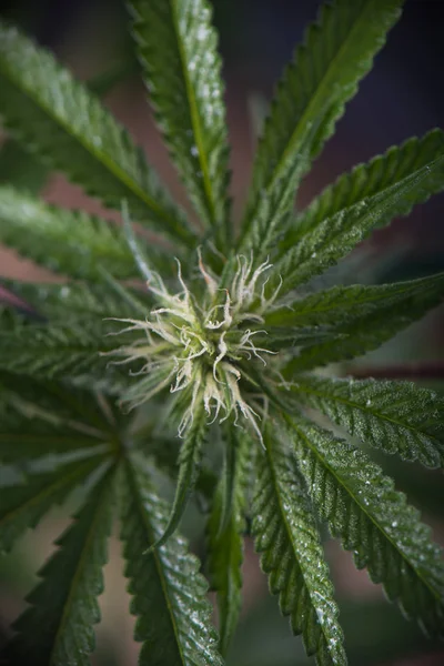 Detalhe da cola de cannabis no início da fase de floração - marij medicinal — Fotografia de Stock