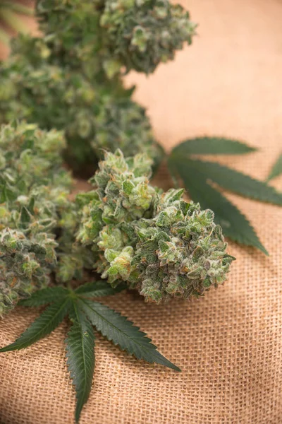 Cannabisblütenstrauß mit Marihuanablättern über Klecksen — Stockfoto