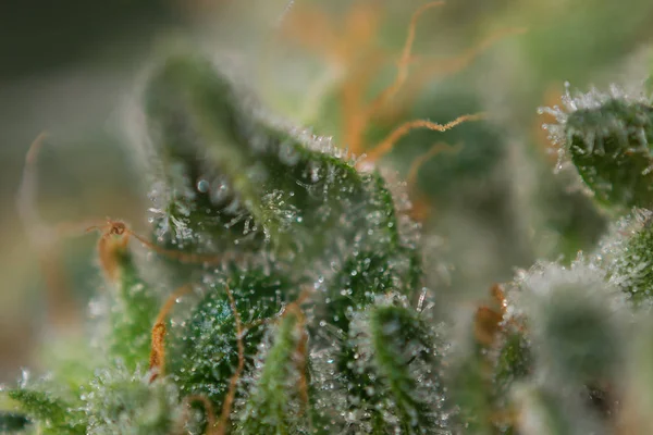 Makro av cannabis knopp (mangolope marijuana stam) med synlig — Stockfoto