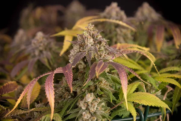 Cannabis (marihuána törzs Mangolope) növény látható trichom — Stock Fotó