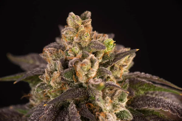 Detalj av cannabis blomma (Mangolope marijuana stam) med visi — Stockfoto