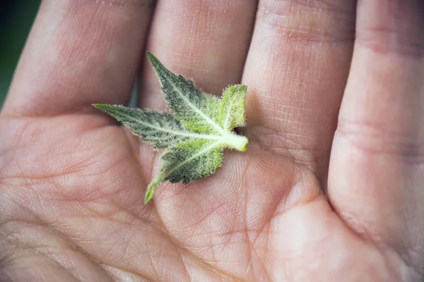 Detalj av hand som håller små cannabis socker blad med trichomes — Stockfoto