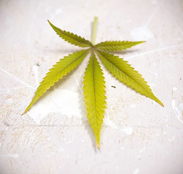 Vers geoogste cannabis blad geïsoleerd op witte achtergrond — Stockfoto