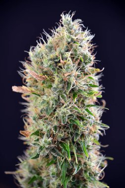 Esrar cola (ekşi dizel esrar zorlanma) görünür tricho