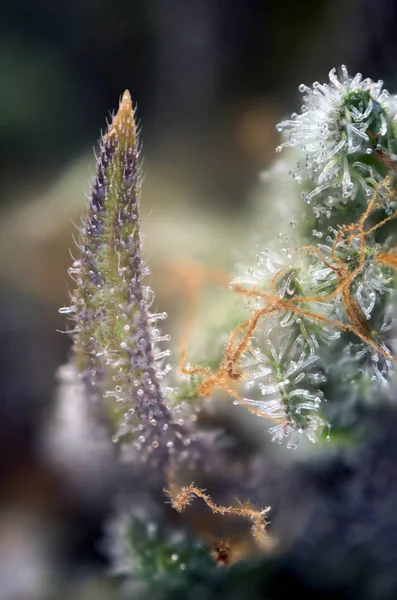 Macro di germoglio di cannabis con ghiandole thc visibili aka tricomi — Foto Stock
