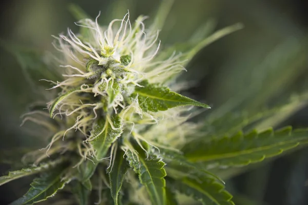 Látható trichomes cola Cannabis (marihuána törzs savanyú dízel) — Stock Fotó