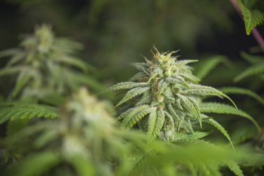 Esrar cola görünür kılları ve yapraklarda erken çiçeklenme s